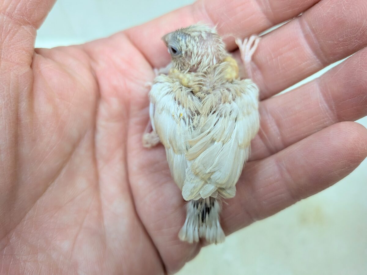 錦花鳥（キンカチョウ）