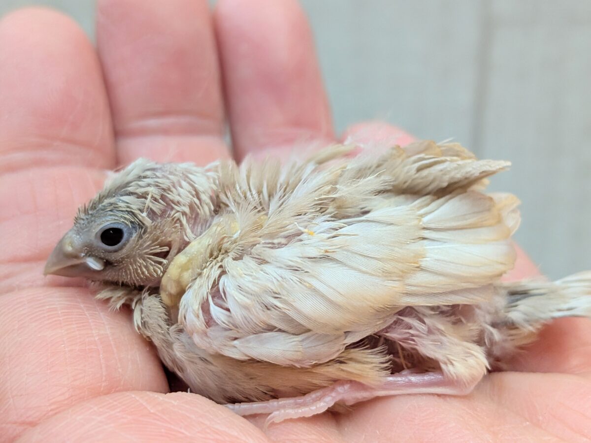 かなりレアです！キンカ鳥色変わりヒナさん来ました〜