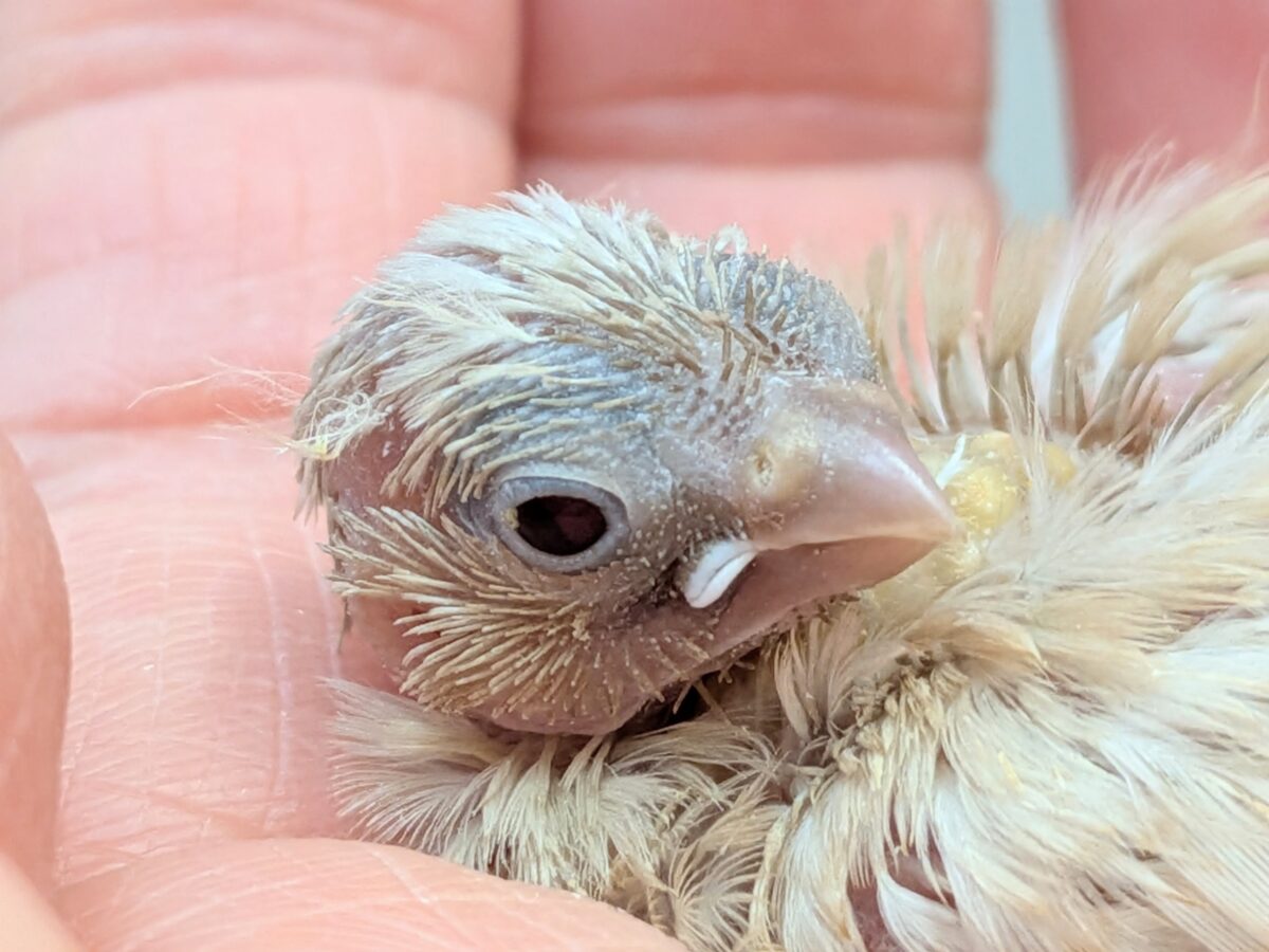 錦花鳥（キンカチョウ）