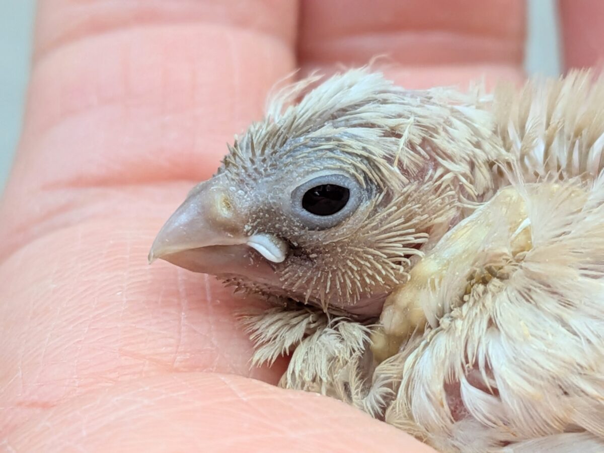 錦花鳥（キンカチョウ）