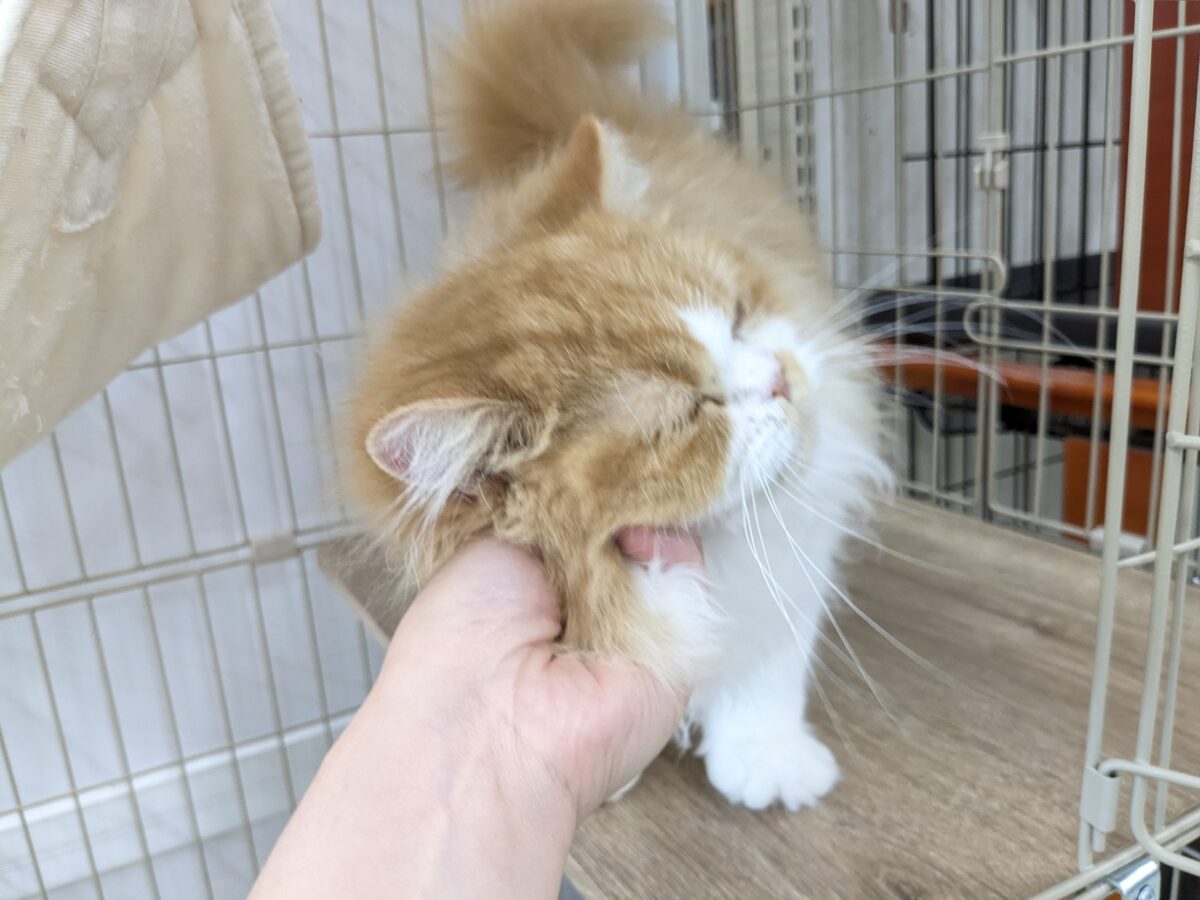 フォールデックス