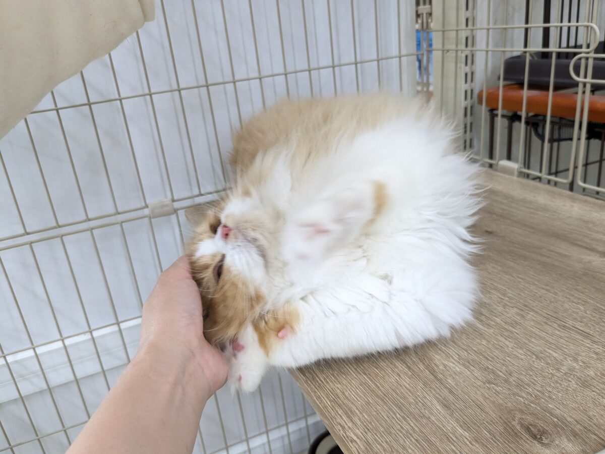 フォールデックス