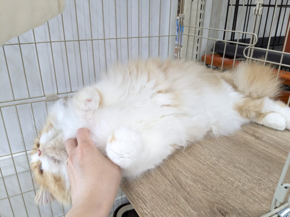 フォールデックス