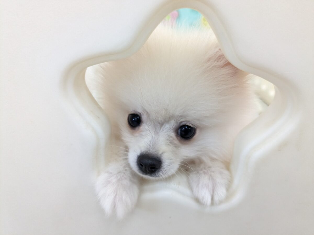 ポメラニアン