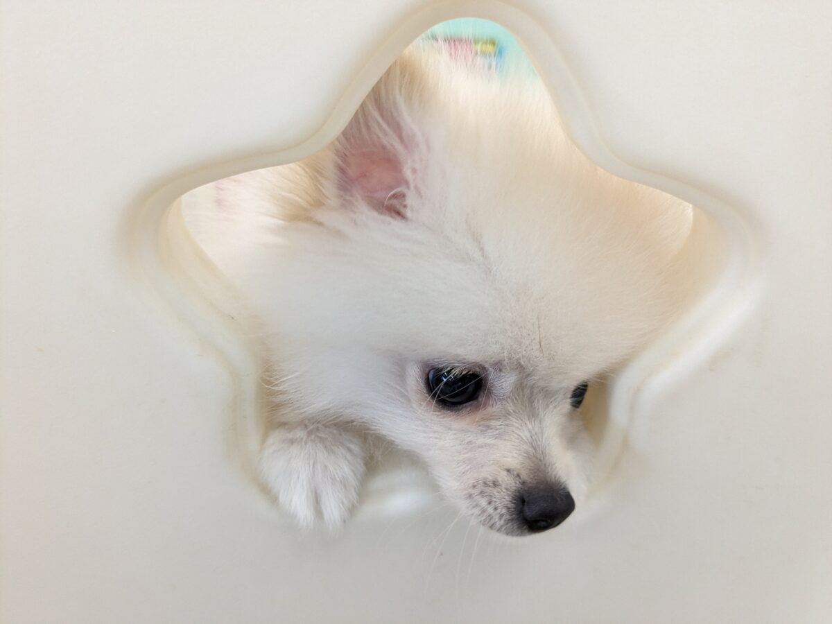 ポメラニアン
