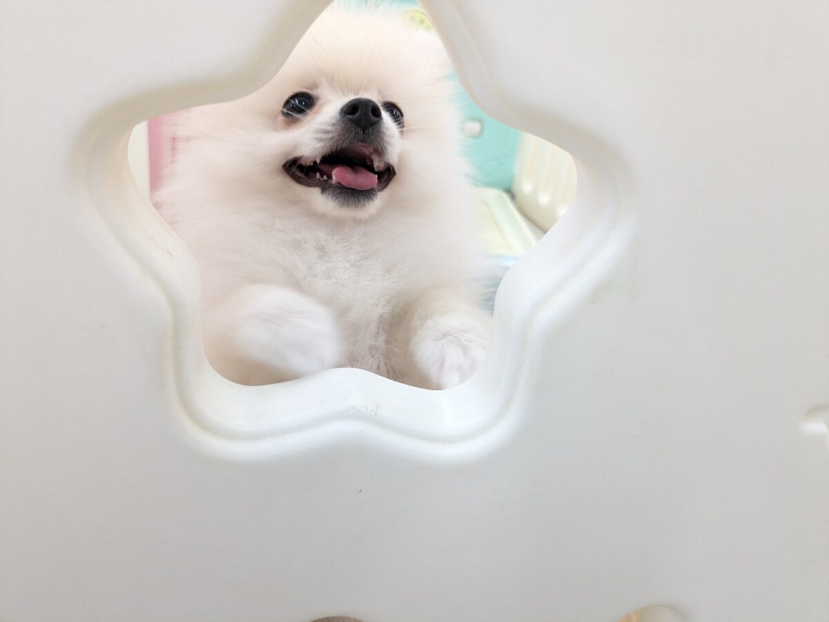 ポメラニアン