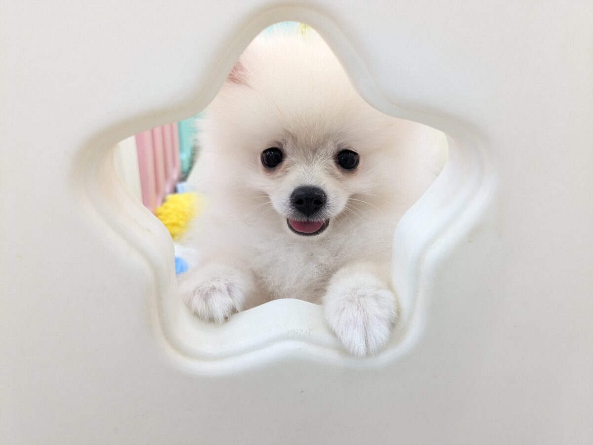 ポメラニアン