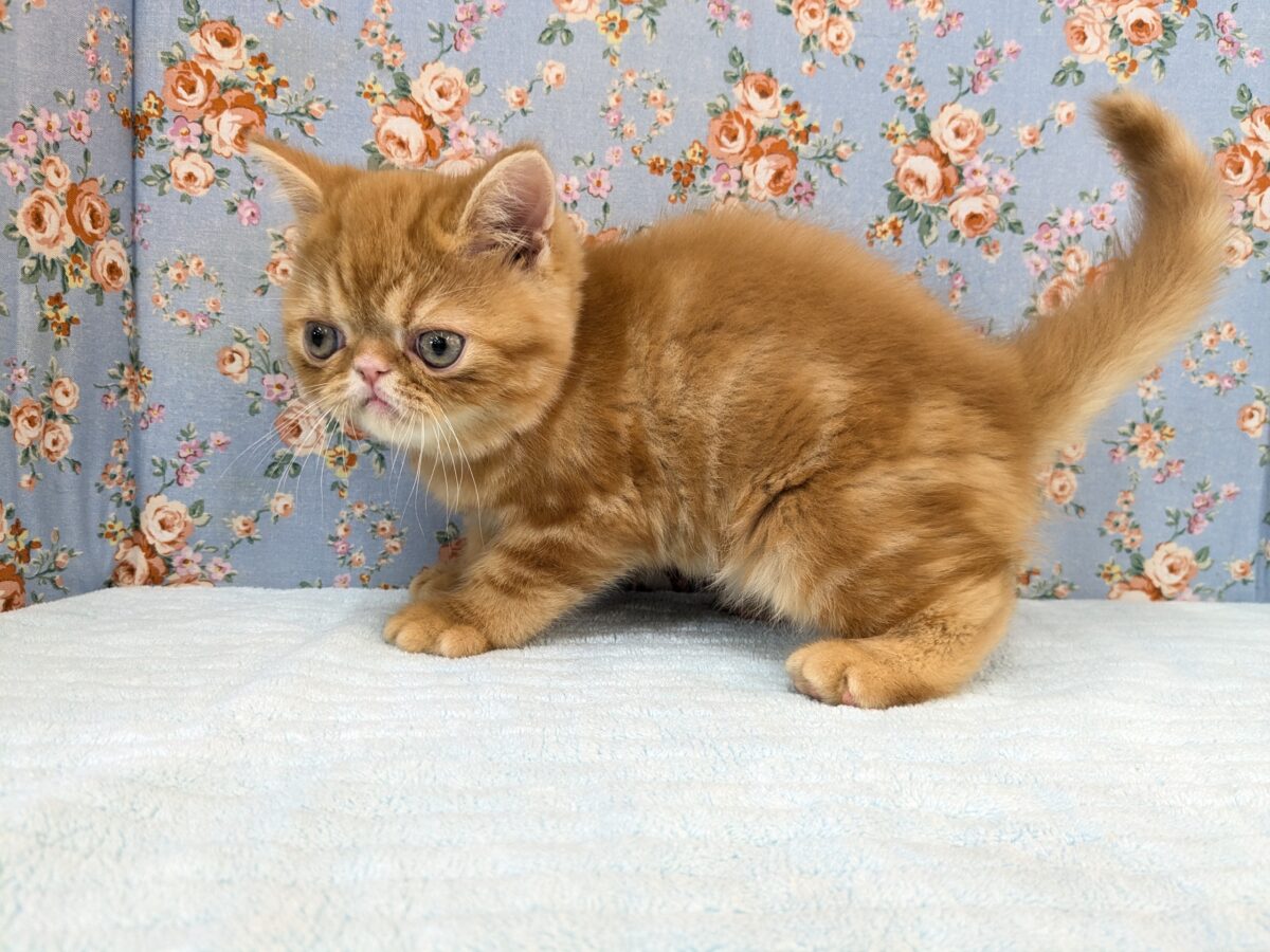 エキゾチック