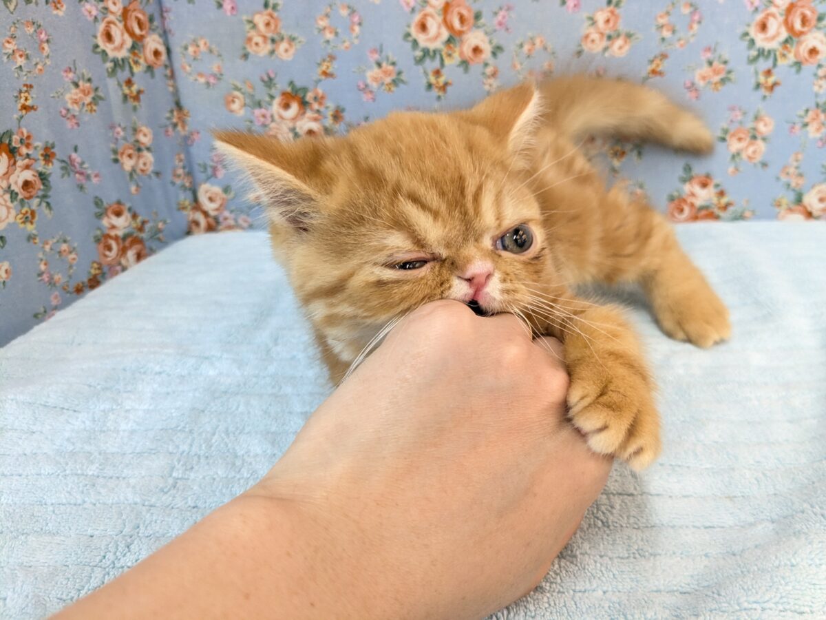 エキゾチック