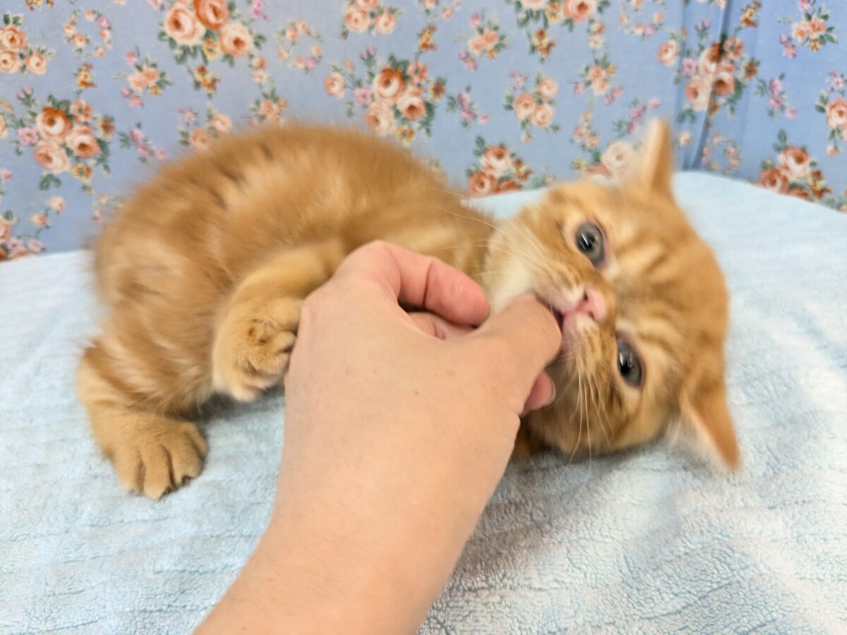 エキゾチック