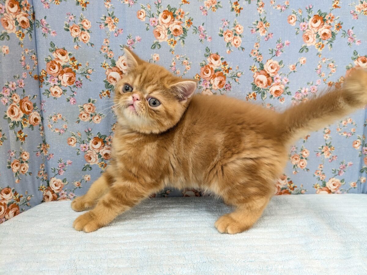 エキゾチック