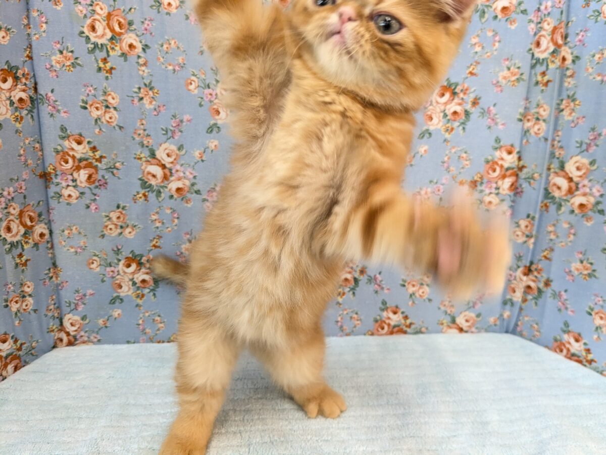 エキゾチック