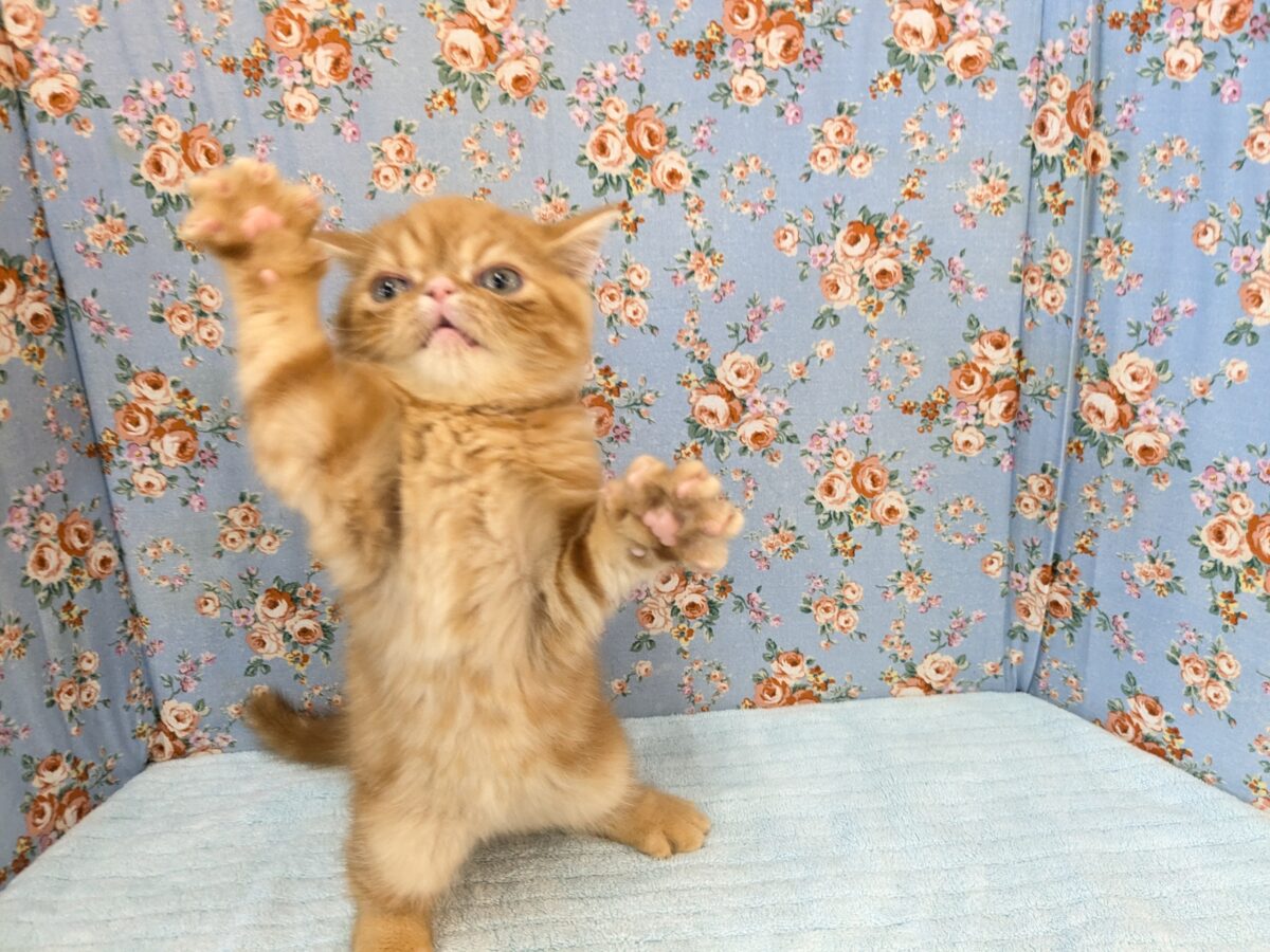 エキゾチック