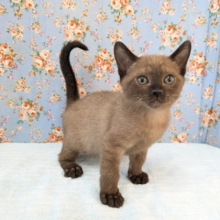 超絶あまあま💗　バーミーズの男のコ💙　2026/7/30撮影