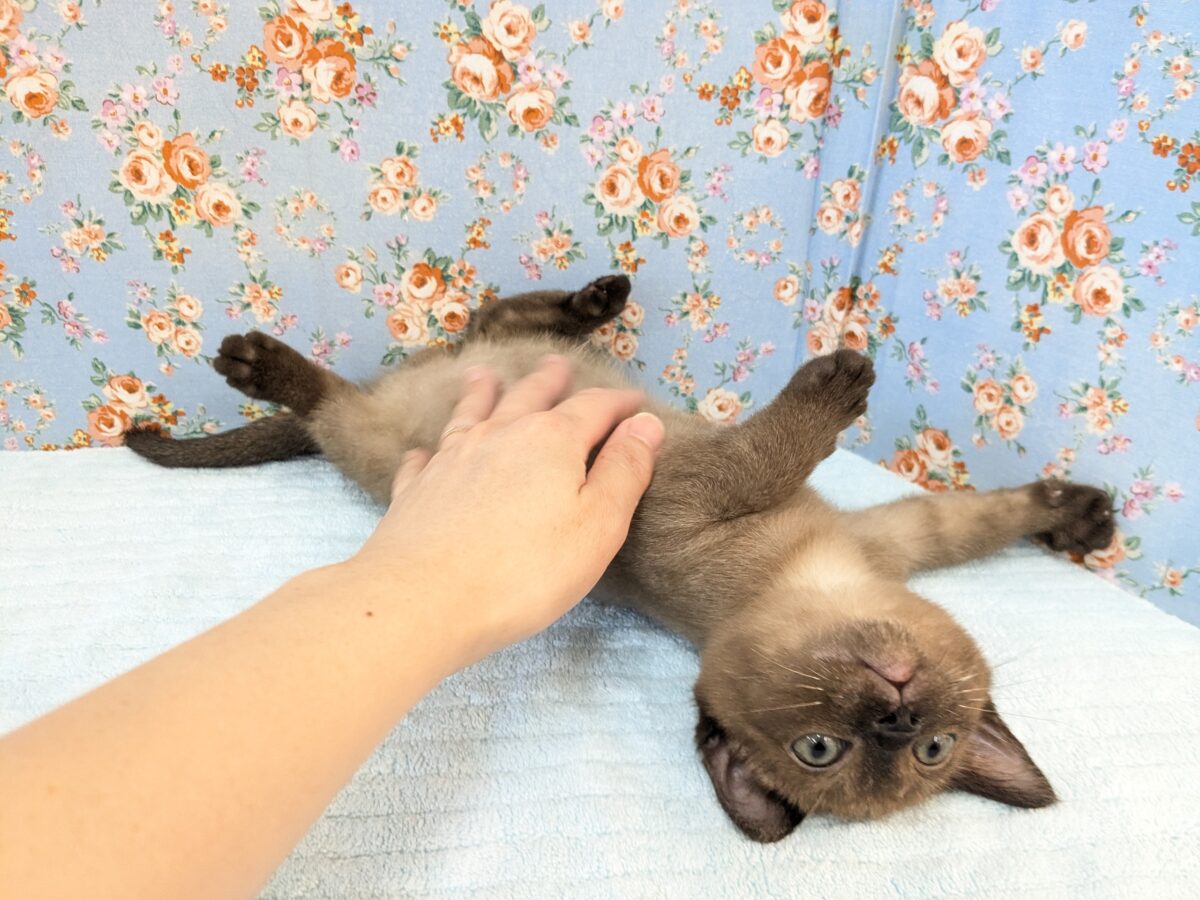 バーミーズ