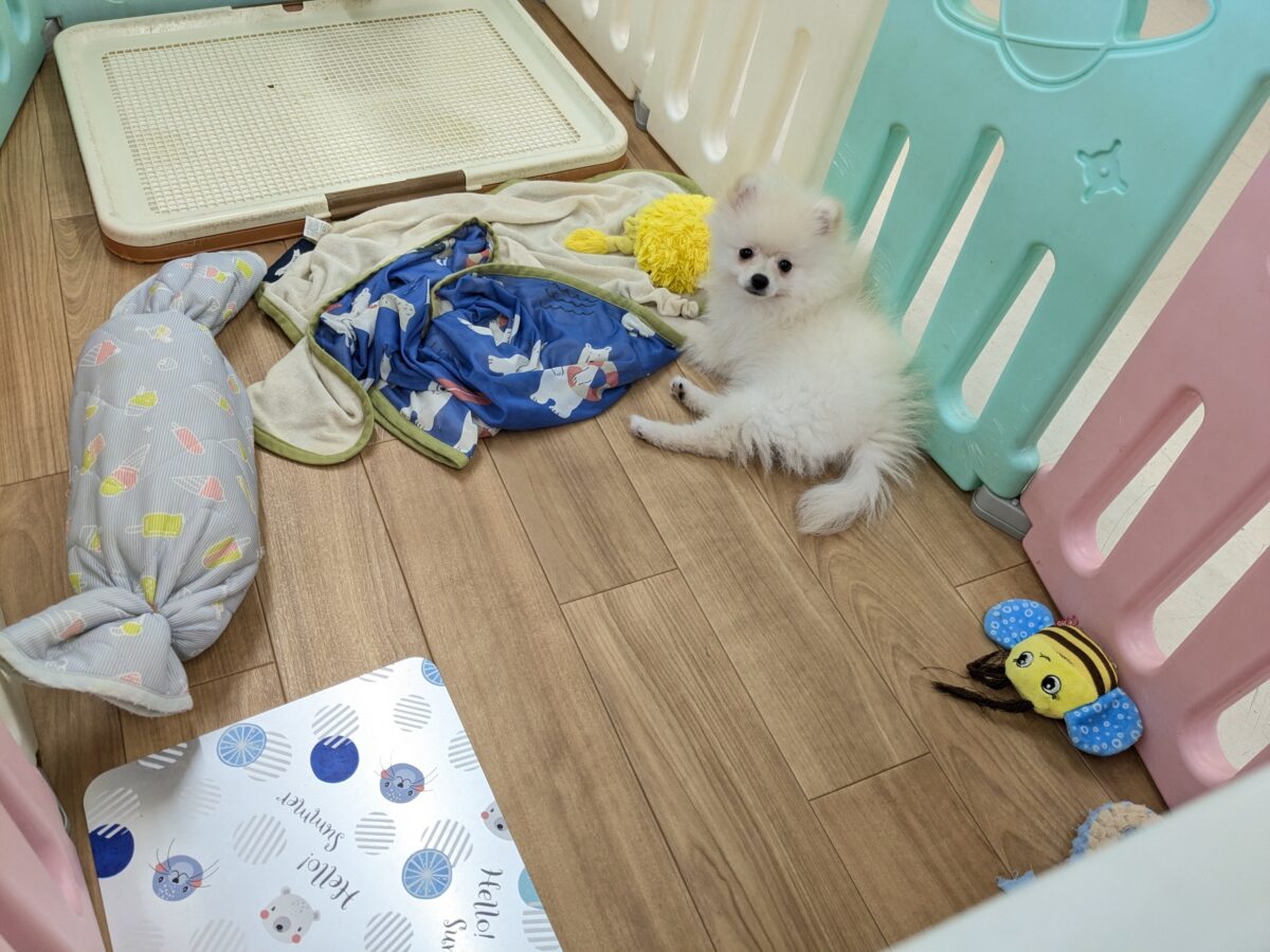 ポメラニアン