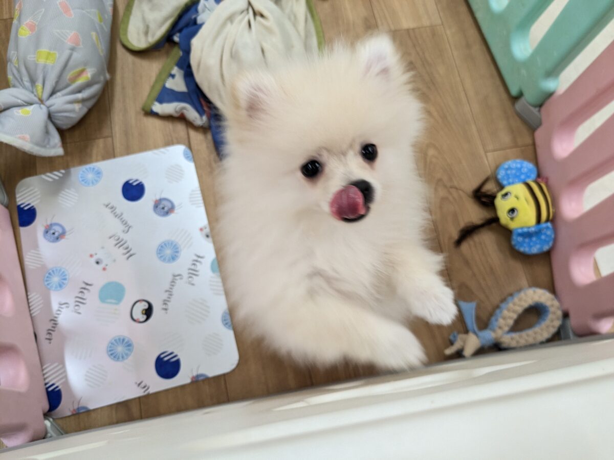 ポメラニアン