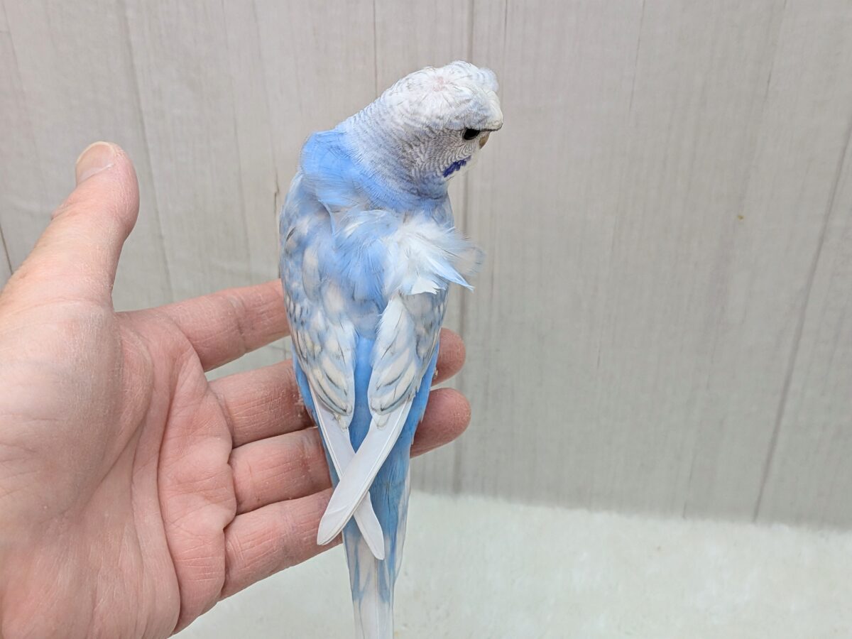 羽衣セキセイインコ