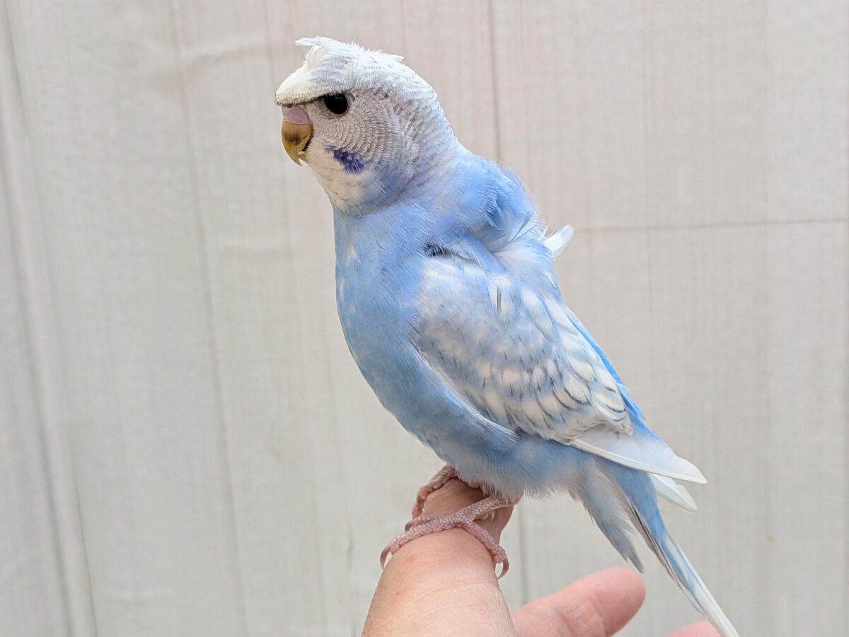 羽衣セキセイインコ