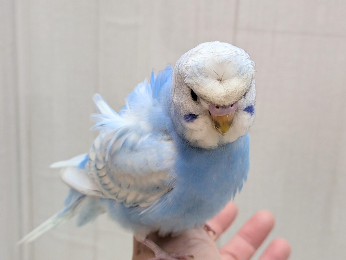 羽衣セキセイインコ