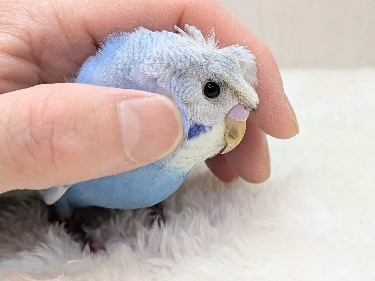 羽衣セキセイインコ