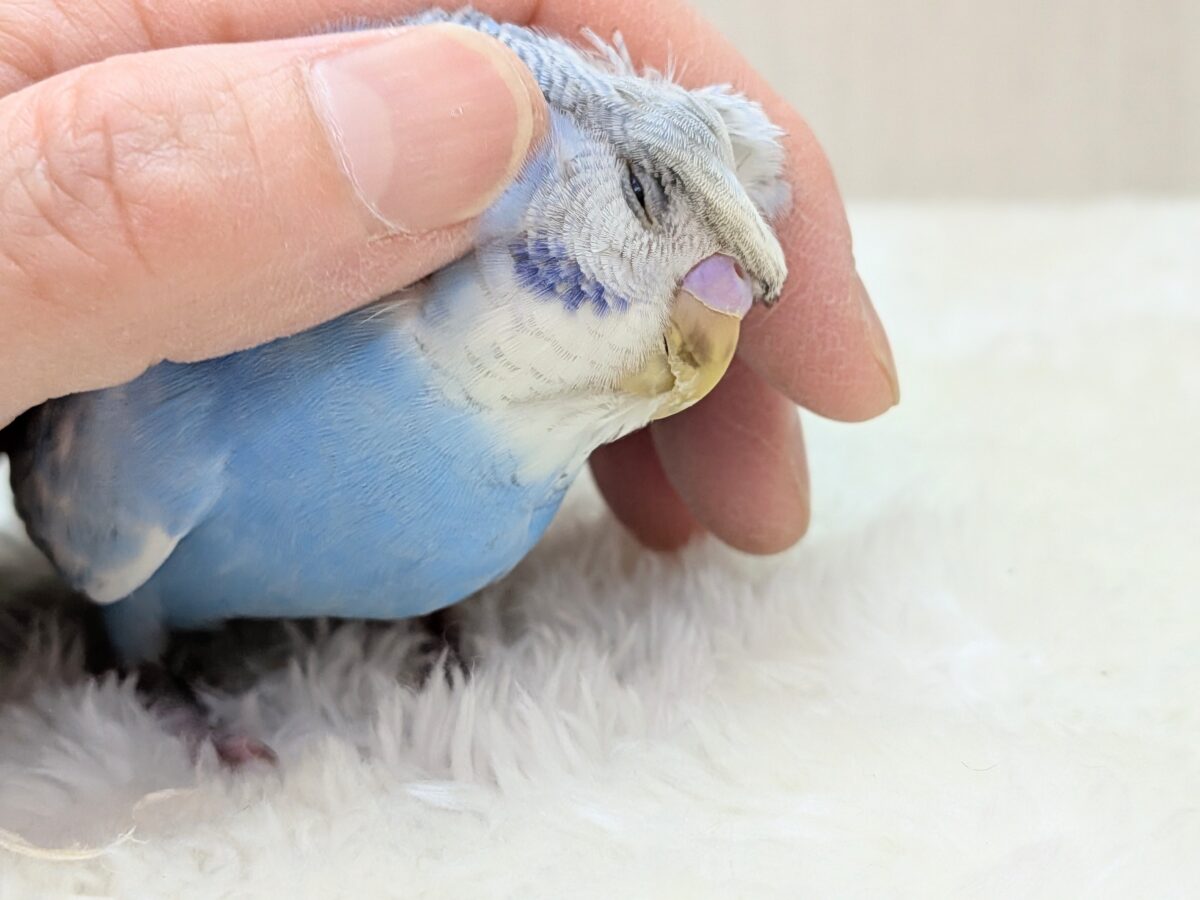 羽衣セキセイインコ