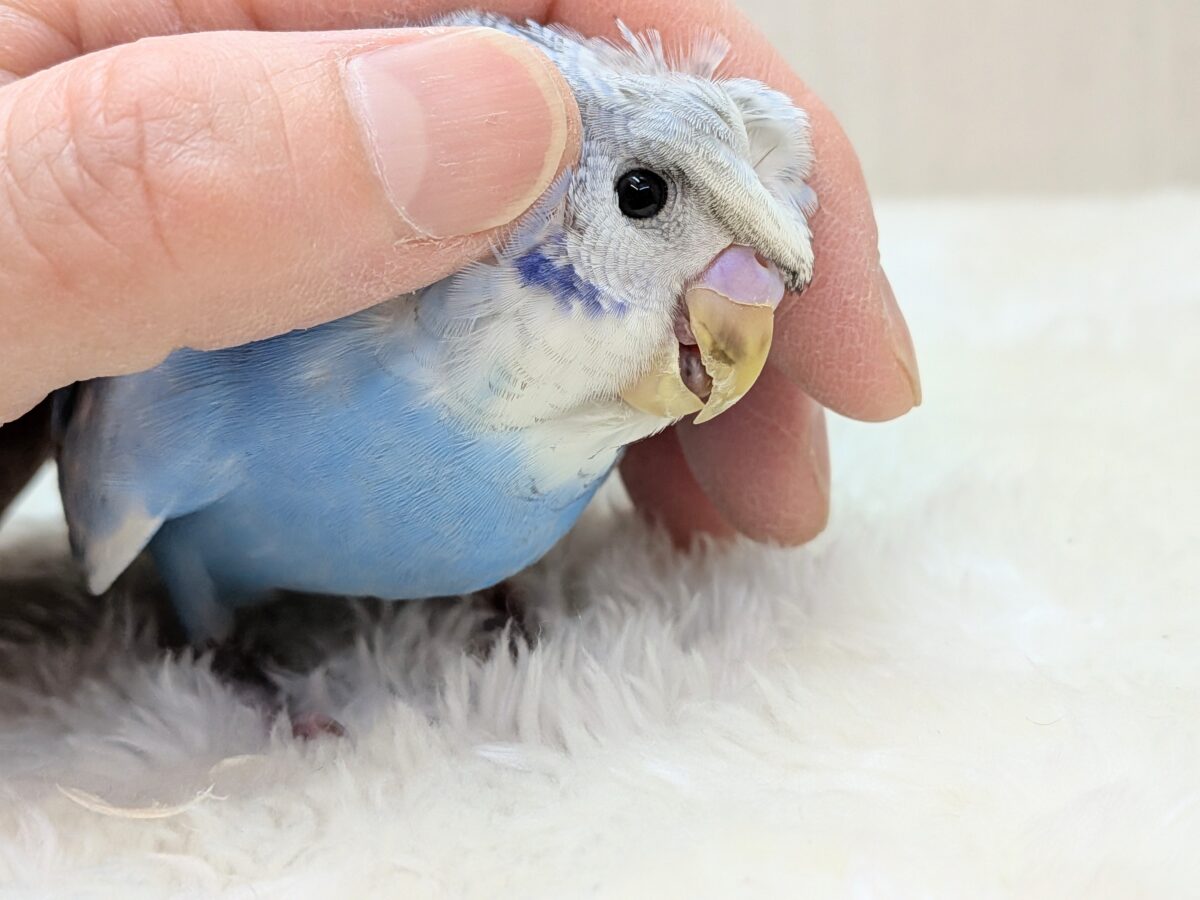 羽衣セキセイインコ
