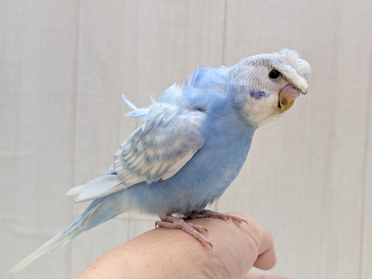 羽衣セキセイインコ