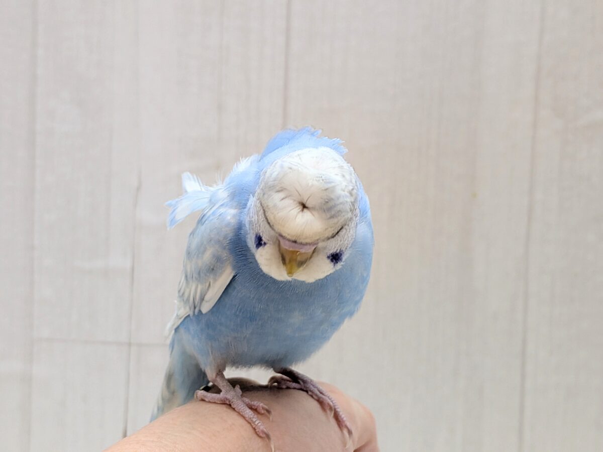 羽衣セキセイインコ