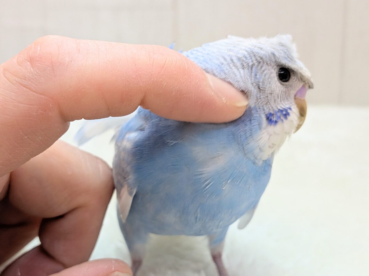 羽衣セキセイインコ