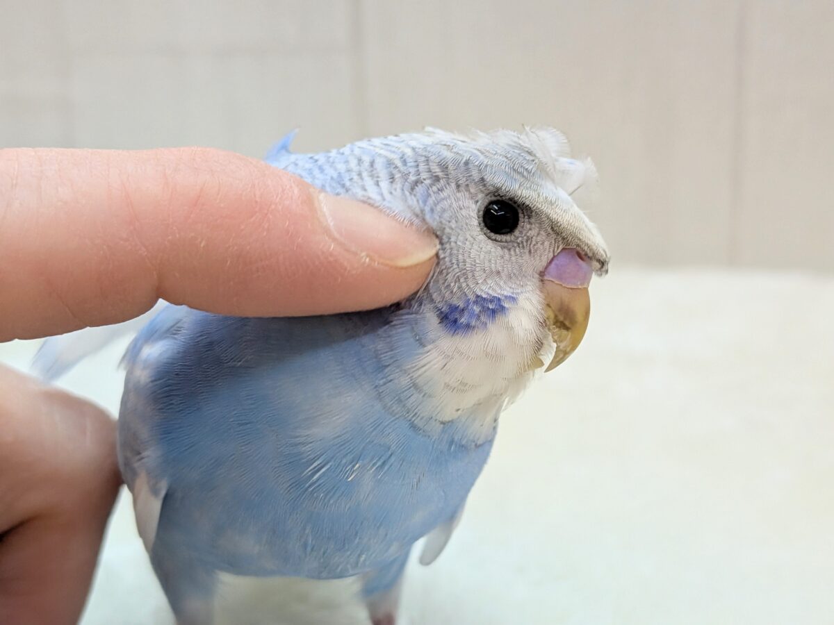 羽衣セキセイインコ