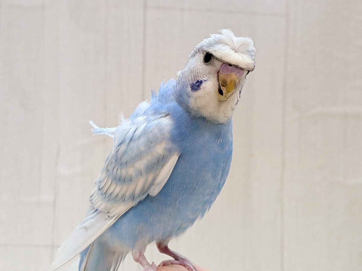 最新画像あります！もさっと頭が特徴ですっ💕くるっと♪梵天セキセイインコ⭐️