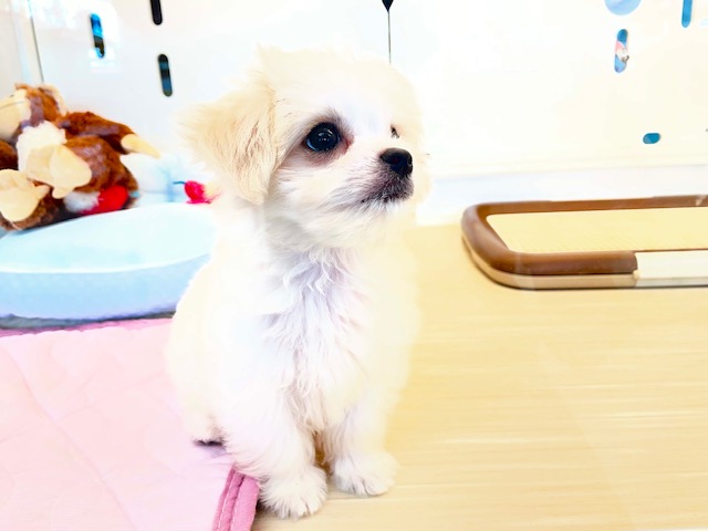 チワマル（マルチワ）