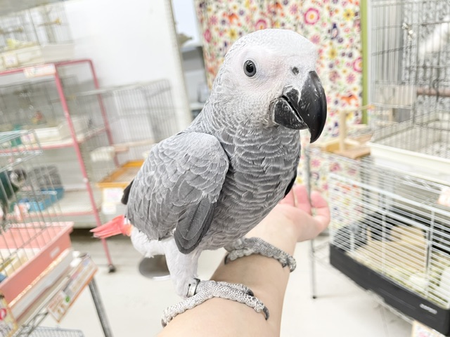 ヨウム