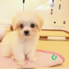 【最新画像更新☆】きゅるるん💖弟にしたい系わんこ💙　ハーフ犬（チワワ×マルチーズ）の男のコ　2026/8/1撮影