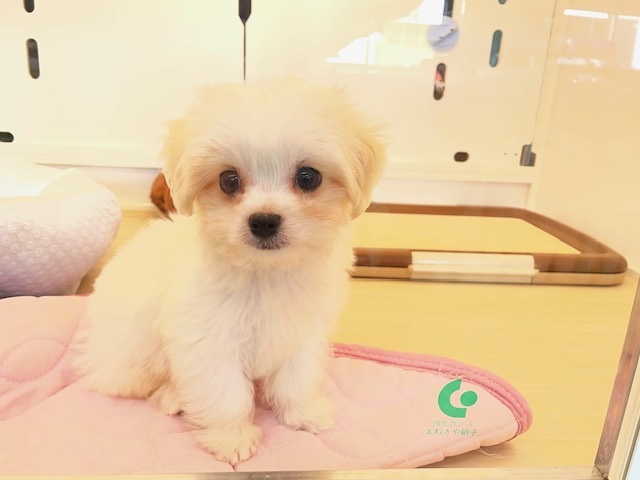 【最新画像更新☆】きゅるるん💖弟にしたい系わんこ💙　ハーフ犬（チワワ×マルチーズ）の男のコ　2026/8/1撮影