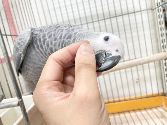 ヨウム