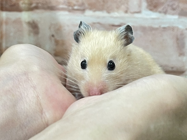 ゴールデンハムスター