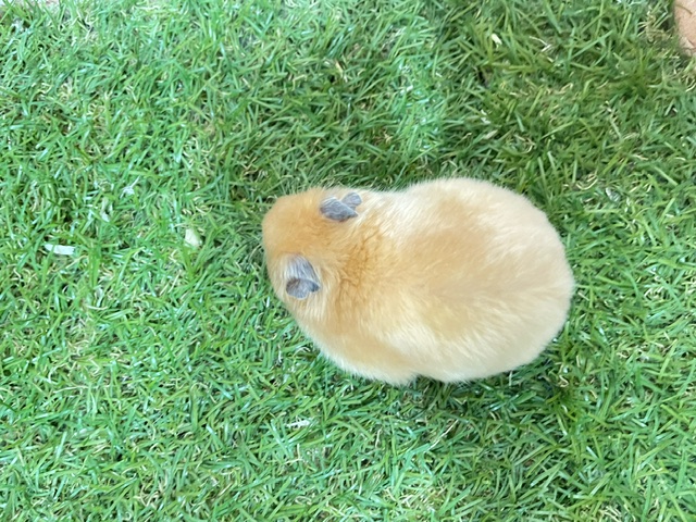 ゴールデンハムスター