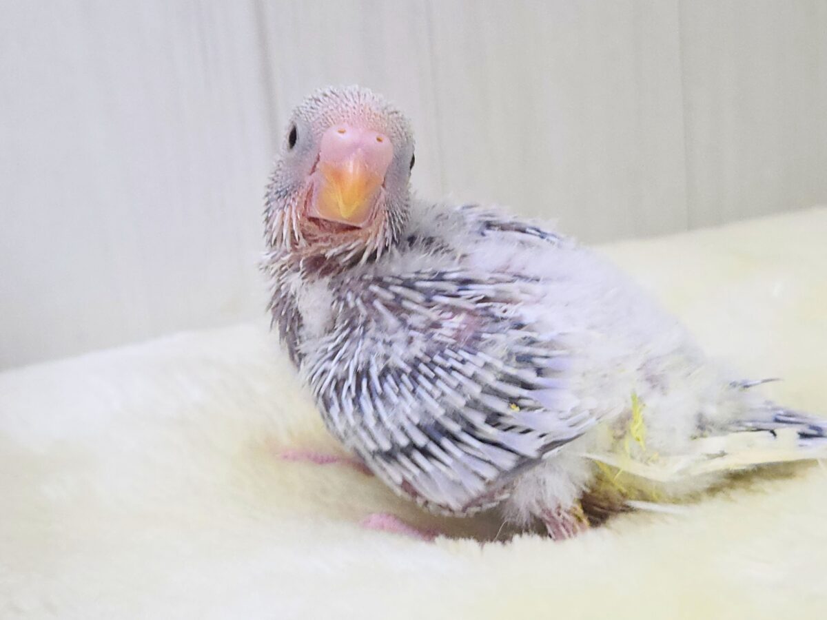 セキセイインコ