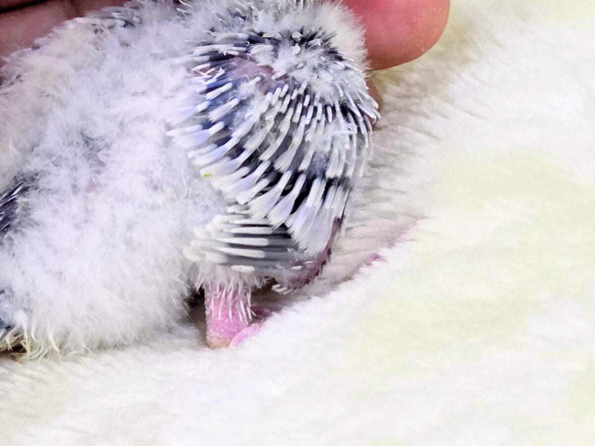 セキセイインコ