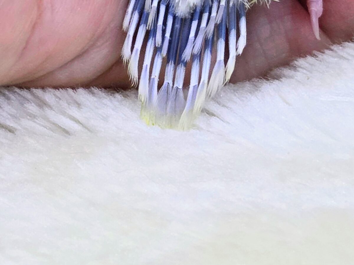 セキセイインコ