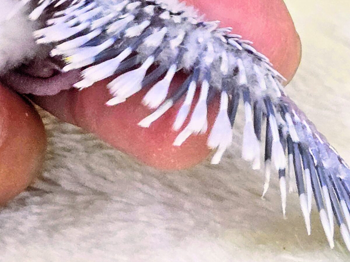 セキセイインコ