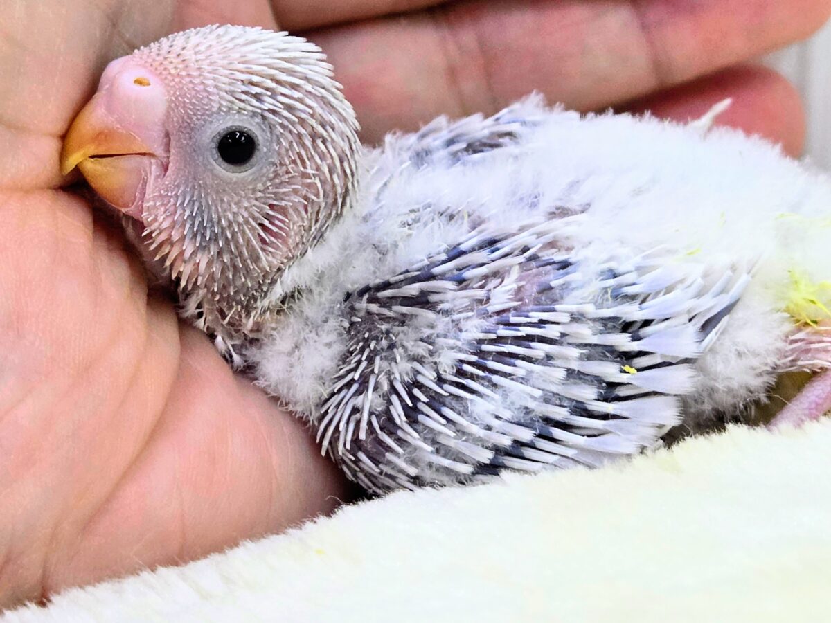 セキセイインコ