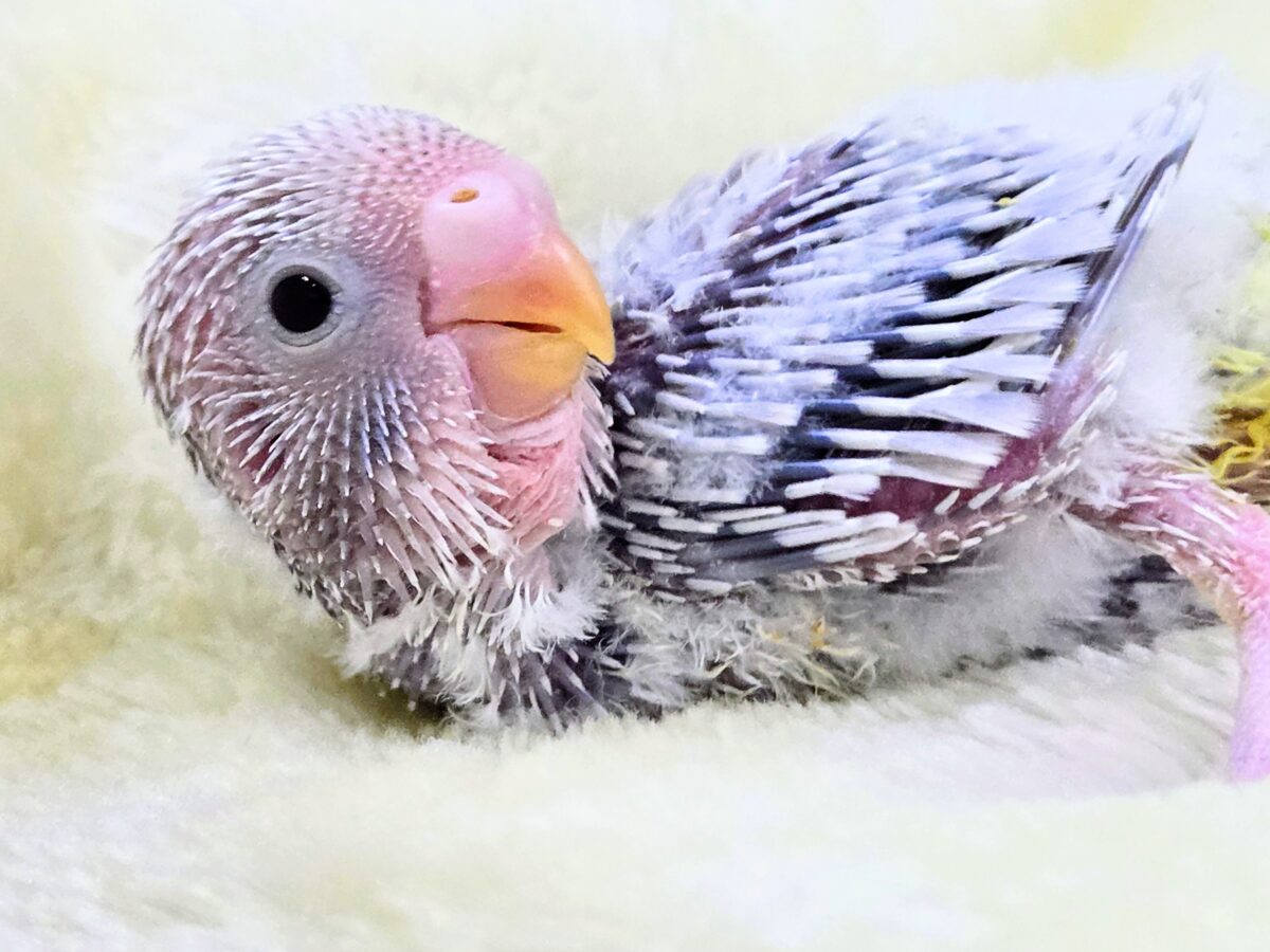 らららぁ〜ライっ♫　セキセイインコ　ライラック～～