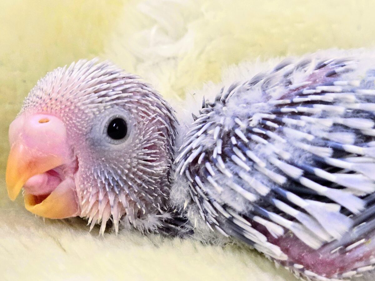 セキセイインコ