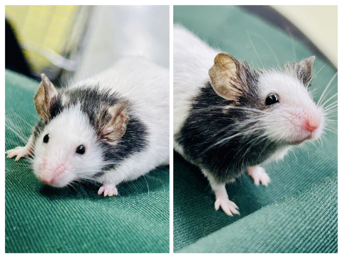 【最新画像更新☆☆】日本では見れなくなったパンダを飼うチャンス?? パンダマウス 【最新画像更新☆☆】日本では見れなくなったパンダを飼うチャンス?? パンダマウス