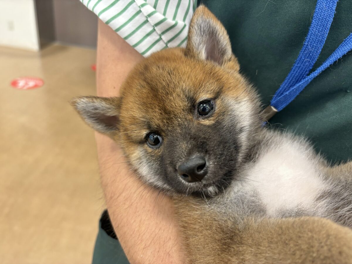 柴犬