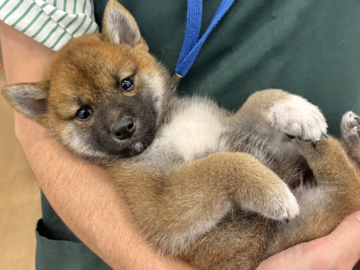 もちもちまんじゅう？柴犬くん！