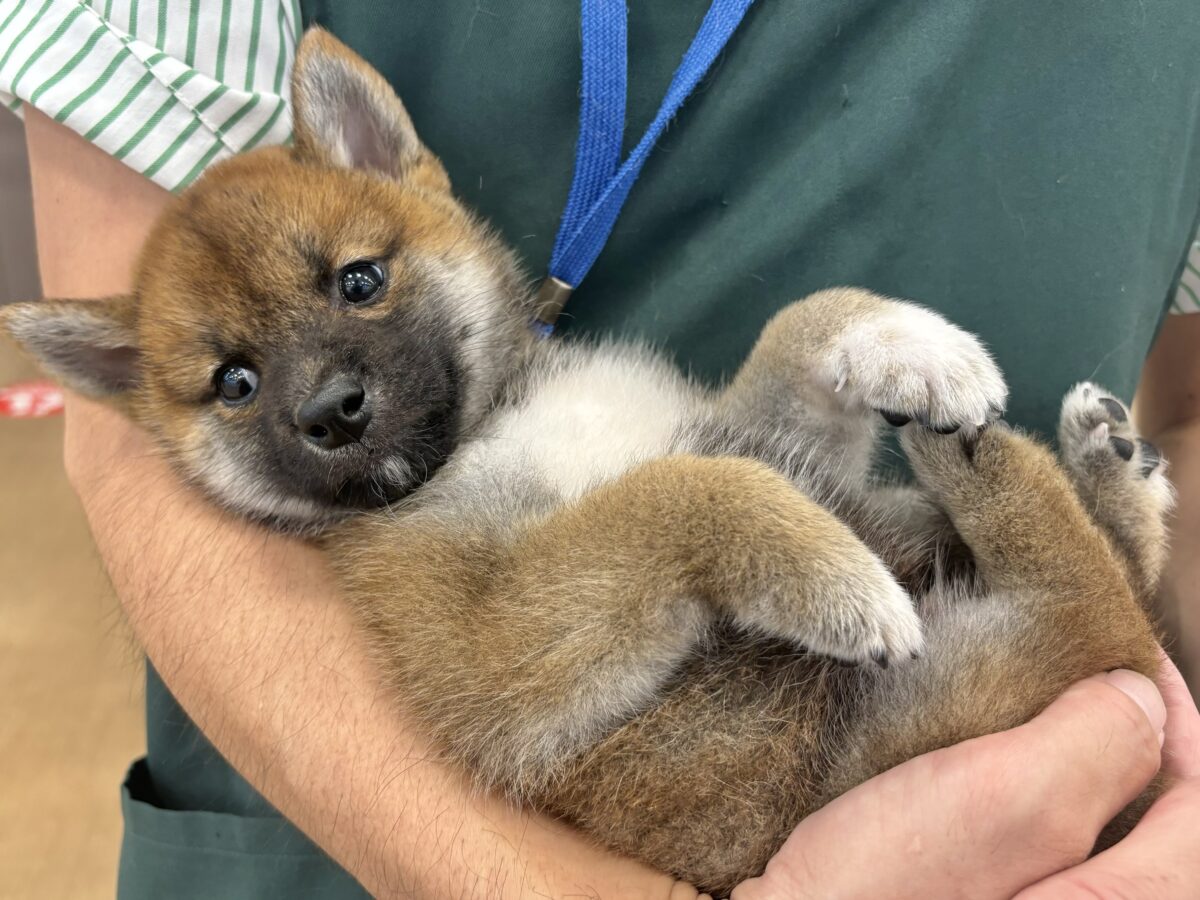 柴犬